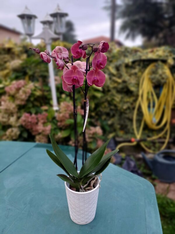 Orchidée avec cache pot 35 €