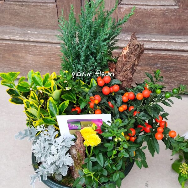 Coupe de plantes 35/40 cm à partir de 60€ – Image 2