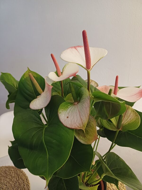 Anthurium avec cache pot 45€ – Image 2