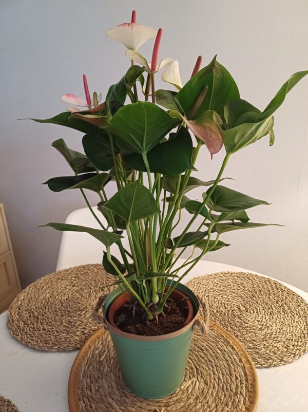 Anthurium avec cache pot 45€