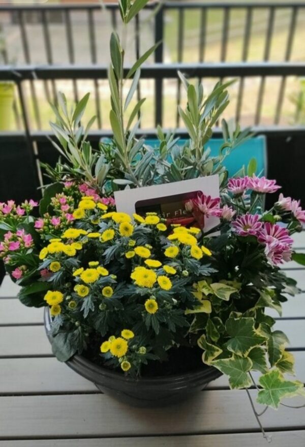 Coupe de plantes 35/40 cm à partir de 60€ – Image 4