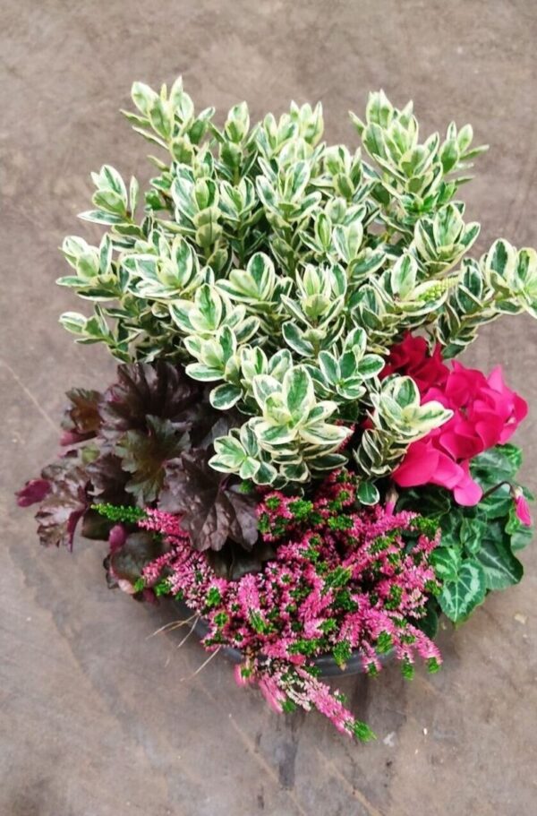 Coupe de plantes 27/30 cm à partir de 35€