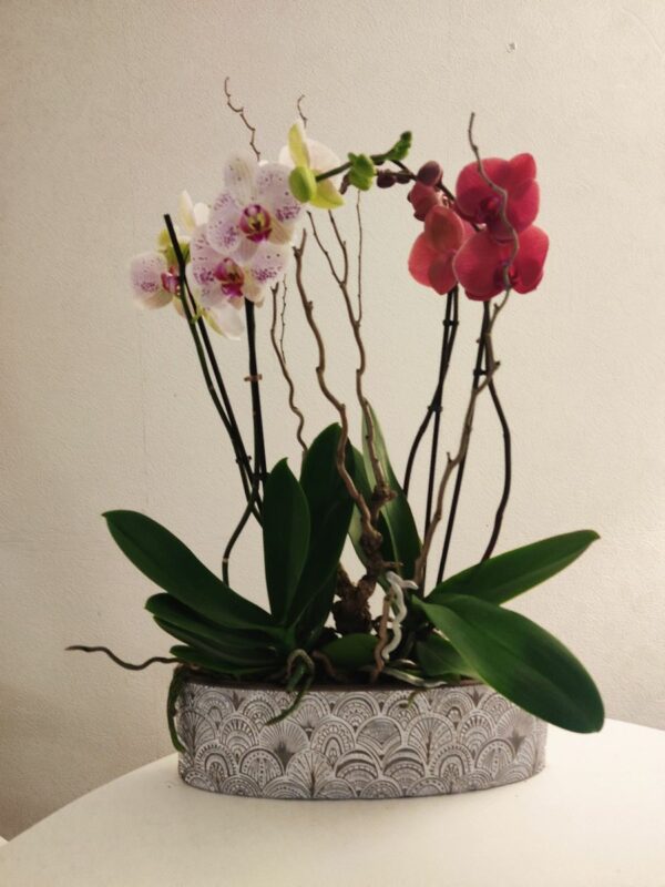 Orchidée avec cache pot 35 €