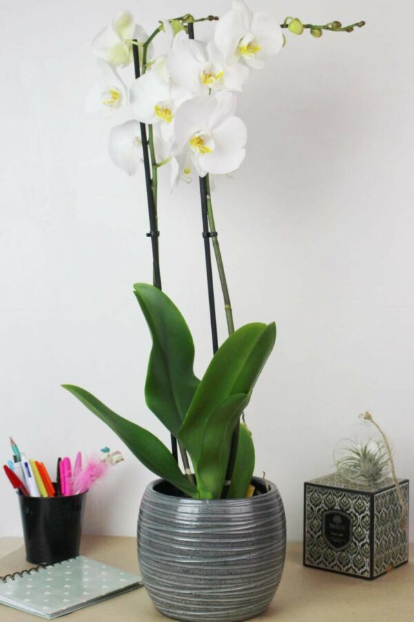 Orchidée avec cache pot 35 € – Image 3